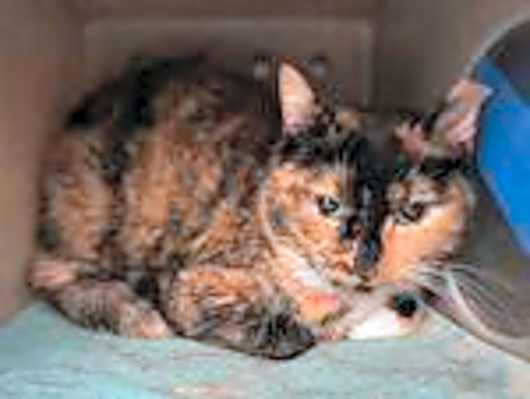 Photo of Penelope #image
