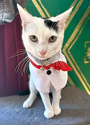 Photo of Oreo #image