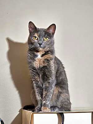 Photo of Marbles OS #image