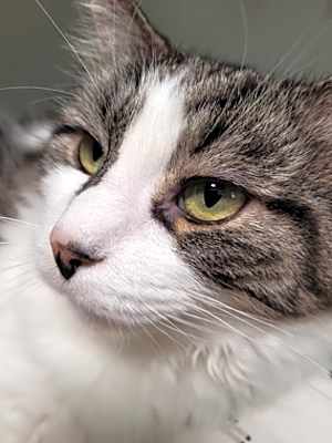 Photo of Fluffy #image