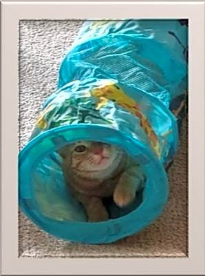 Photo of Mandor #image