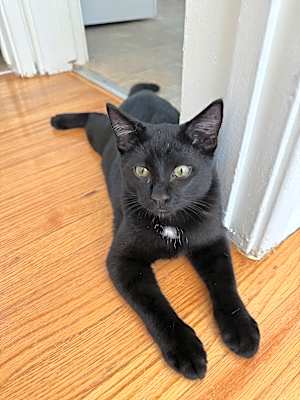 Photo of Mojo #image
