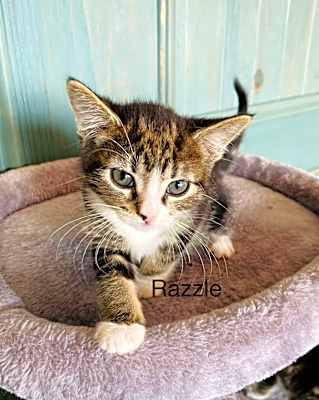Photo of Razzle #image