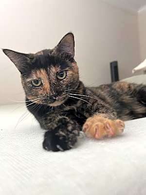Photo of Pepper #image