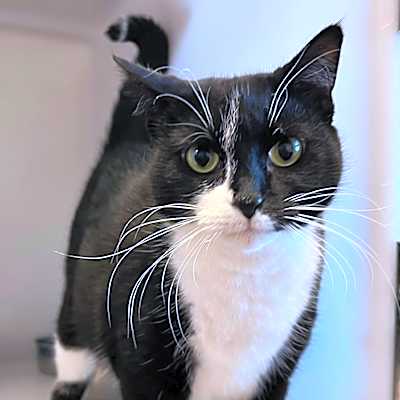 Photo of Meeko #image