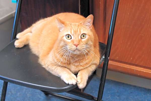 Photo of Peaches #image