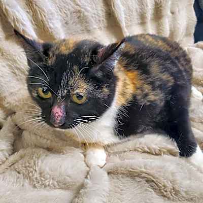 Photo of Cali #image