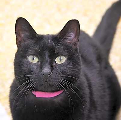 Photo of Scootie #image