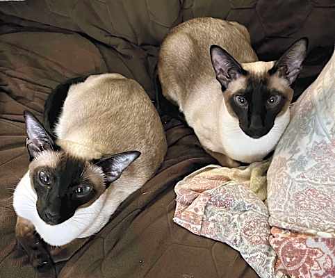 Photo of Simon & Lily *BONDED PAIR* #image