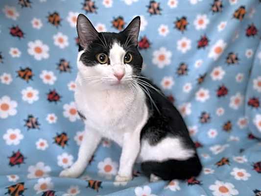 Photo of Houdini, the Chunky Escape Artist Extraordinaire! #image