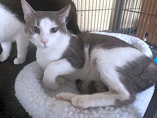 Photo of Blaine, the Master of Meows and Head Scratches! #image