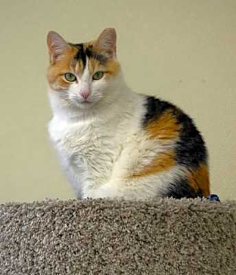 Photo of Sweet Caroline #image
