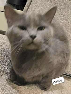 Photo of Penny #image