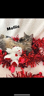 Photo of Mollie #image