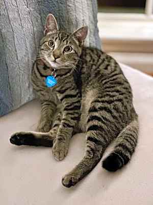 Photo of Mighty Magnificent Milo #image