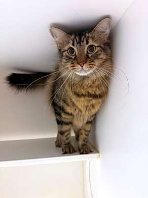Photo of Smokey #image