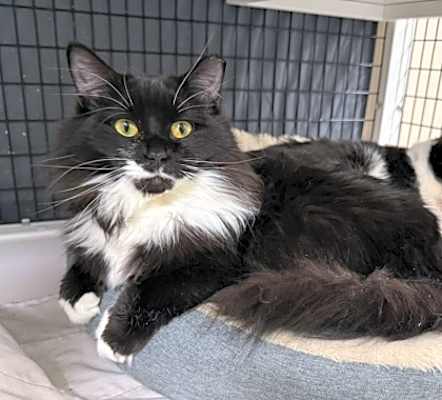 Photo of Blaire [Bonded to Milton] #image
