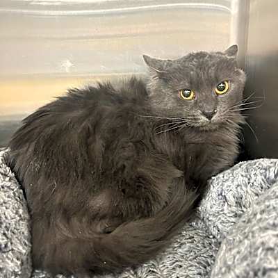 Photo of Canada Cat AZ #image