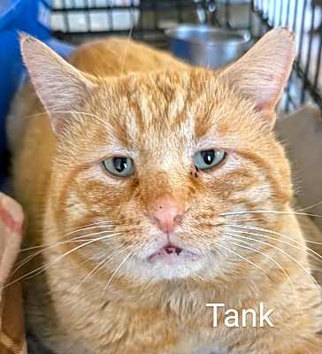 Photo of Tank #image