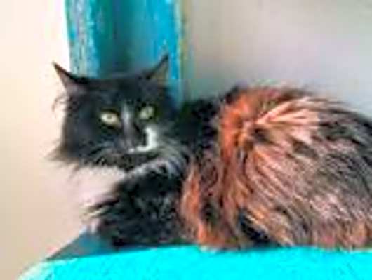 Photo of Savina #image