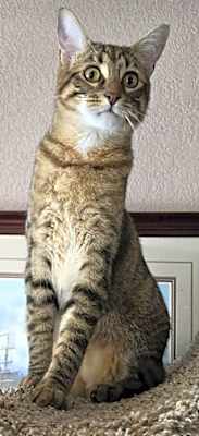 Photo of Mr. Friendly and Peanut #image