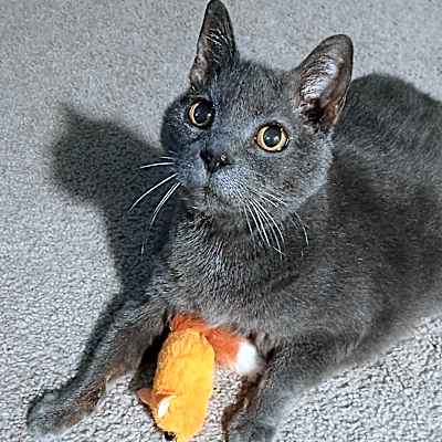 Photo of Stella Grey-Foster #image