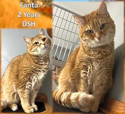 Photo of Fanta #image