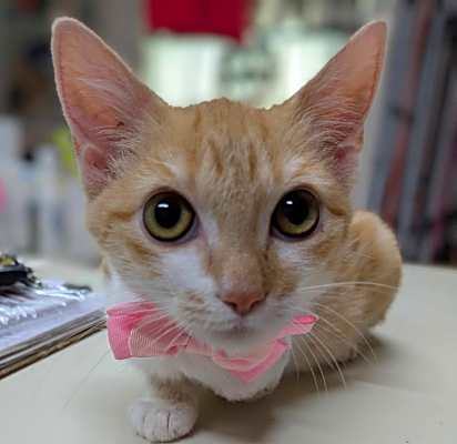 Photo of Cpt Morgana #image