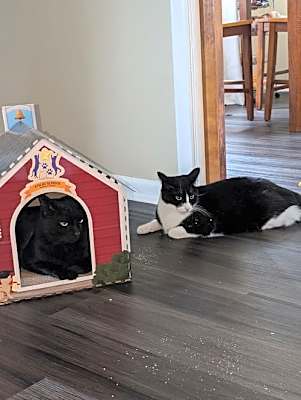Photo of Peter Pan - (must be adopted w/Rocky) #image