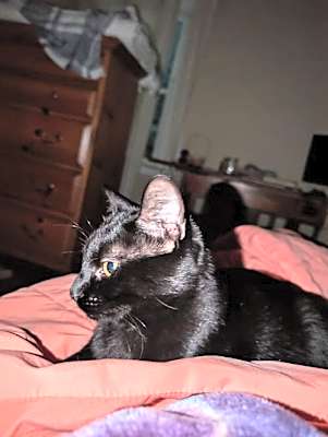 Photo of Rocky - (must be adopted w/Peter Pan) #image