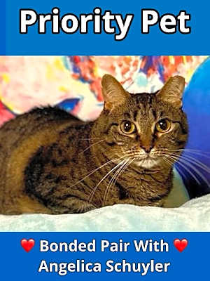 Photo of Fifi   *A PRIORITY PET* #image