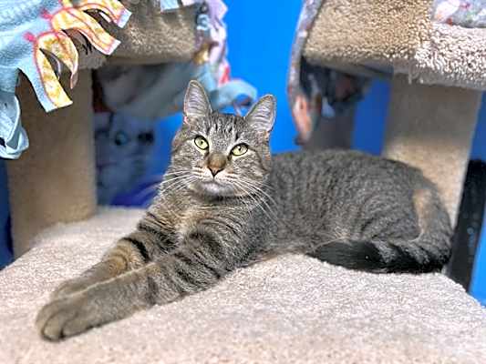 Photo of CASSIAN #image