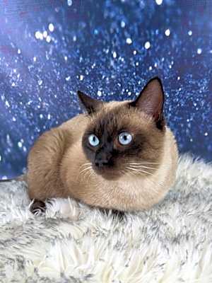 Photo of Gravy(Wish) #image