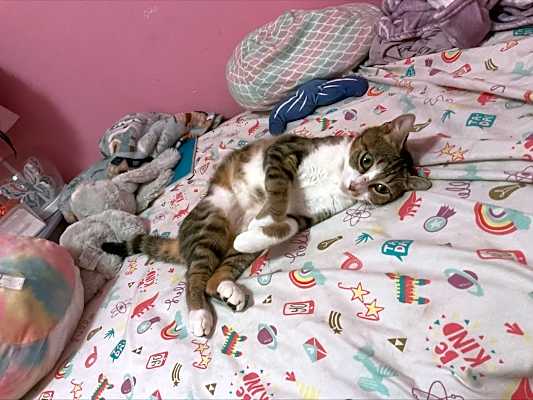 Photo of Trixie #image