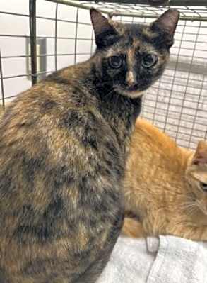 Photo of Brindle #image