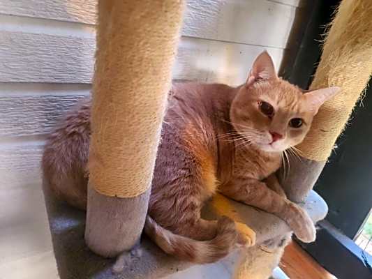 Photo of Chester #image
