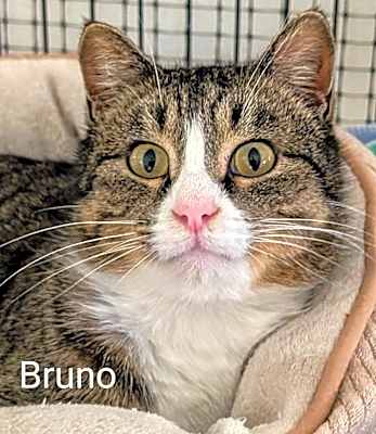 Photo of Bruno #image