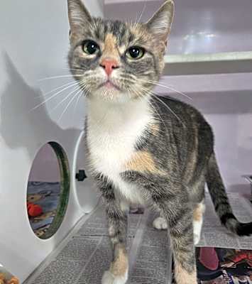 Photo of Nova #image
