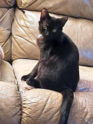 Photo of Viola #image