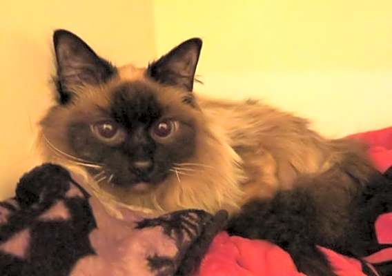 Photo of Pearl #image