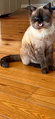 Photo of Gebo #image