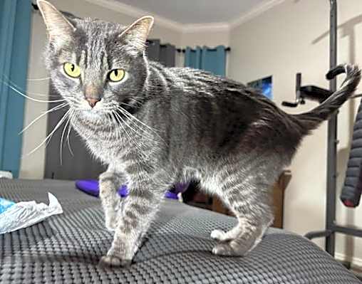 Photo of Shadow #image