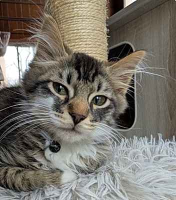 Photo of Gizmo #image