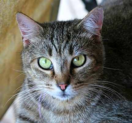 Photo of Bubba #image