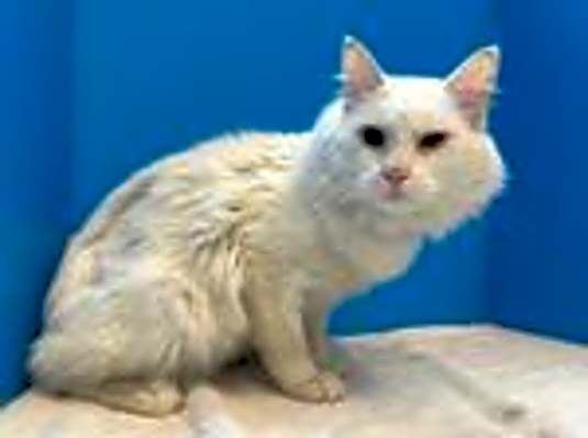Photo of Buster #image