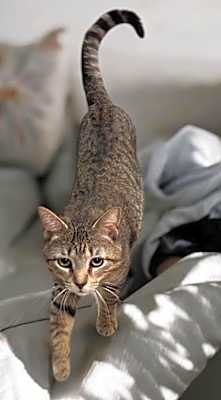 Photo of Tonic #image