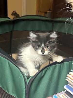Photo of Ozzie #image