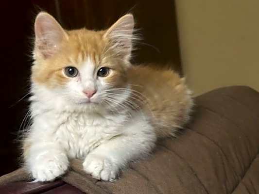 Photo of Cal #image