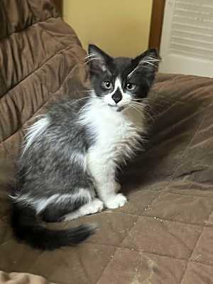 Photo of Tippy #image