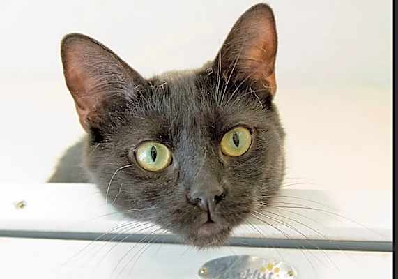 Photo of Pike #image
